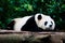 A cute panda lying down and resting