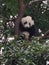 A cute panda sitting in the big high tree