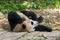 Cute panda is sleeping on the ground