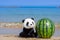 A cute panda stuffed toy sitting beside a whole watermelon on the beach with blue ocean in summer.