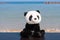 A cute panda stuffed toy sitting on a wooden table on the beach with blue sea in the background and copy space.