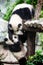 Cute pandas cuddling and climbing in a park