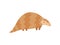 Cute Pangolin Animal, Side View Cartoon Vector Illustration