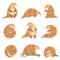 Cute Pangolin Animal in Various Poses Set, Rare Species of Animals Cartoon Vector Illustration