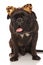 Cute panting boxer wears leopard ears headband for Halloween