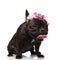 Cute panting french bulldog with colorful flowers headband