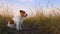 Cute panting happy pet dog puppy sitting in the meadow grass and listening