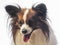 Cute papillon dog close up