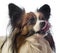 Cute papillon dog close up