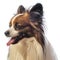 Cute papillon dog close up