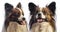 Cute papillon dogs close up