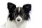 Cute papillon portrait in a white photo studio