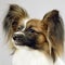 Cute papillon portrait in a white photo studio