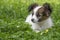 cute papillon puppy