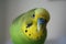 Cute parakeet Close Up Stock Photo High Quality