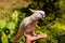 A cute parrot (sulphur-crested cockatoo) resting on the man\'s ha