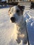 Cute Parson Russell Terrier dog. Posing in the snow