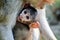Cute Patas Monkey Baby holding her Mom