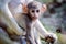 Cute Patas Monkey Baby with Mom