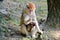 Cute Patas Monkey Mom with Baby
