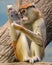 Cute Patas Monkey sees himself in a mirror