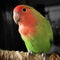 A cute peach faced lovebird looking friendly.