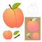 Cute Peach isolated on White Background. Vector illustration.