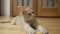 Cute peachy cat playing with toy on wooden floor.