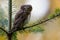 Cute pearl owl on a branch of a tree
