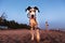 Cute pedigree dog on sandy beach in summer