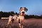 Cute pedigree dog on sandy beach in summer