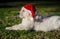 Cute pedigree golden retriever puppy with Santa hat on green background