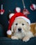 Cute pedigree xmas puppy. Loving christmas