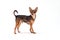 Cute pedigreed russian toy-terrier.