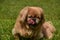 Cute Pekingese Dog Licking It`s Chops While Outside