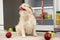 Cute Pekingese dog and scattered fruits near refrigerator in kitchen