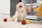 Cute Pekingese dog and scattered fruits near refrigerator in kitchen