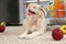 Cute Pekingese dog and scattered fruits near refrigerator in kitchen