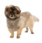 Cute pekingese dog standing look straight ahead