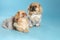 Cute Pekingese dogs in pet clothes on light blue background. Space for text