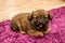 Cute Pekingese puppy lie down on red carpet