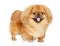 Cute Pekingese puppy on white background