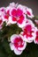 Cute pelargoniums pink flowers in a flowerpot