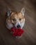 Cute pembroke corgi dog puppy holding a basket with a bouquet of red roses