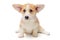 Cute Pembroke Corgi Puppy