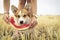 Cute pembroke welsh corgi dog on grass or meadow on summer vacation holidays eating a fresh watermelon from the hands of the owner