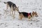 Cute pembroke welsh corgi puppy and multibred dog are walking in the winter park