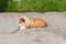 Cute Pembroke Welsh Corgi puppy playing with tree branch on background of green grass at summer sunny day . Herding dog, pet backg