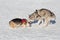Cute pembroke welsh corgi puppy and siberian husky are playing on a white snow in the winter park. Pet animals