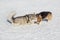 Cute pembroke welsh corgi puppy and siberian husky are playing on a white snow in the winter park. Pet animals